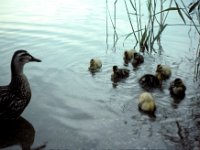 Devon - Slapton Lees - Ducks